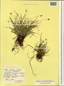 Carex depressa subsp. transsilvanica (Schur) K.Richt., Caucasus, Georgia (K4) (Georgia)