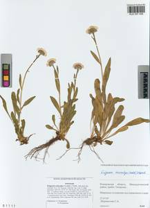 Erigeron eriocalyx (Ledeb.) Vierh., Siberia, Altai & Sayany Mountains (S2) (Russia)