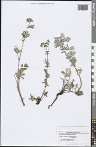 Potentilla argentea L., Eastern Europe, Middle Volga region (E8) (Russia)