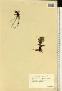 Pedicularis oederi Vahl, Eastern Europe, Northern region (E1) (Russia)