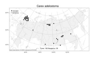 Carex adelostoma V.I.Krecz., Atlas of the Russian Flora (FLORUS) (Russia)