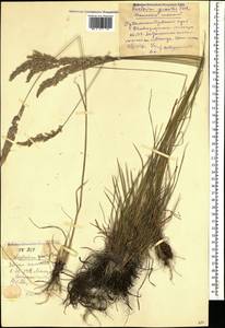 Koeleria pyramidata (Lam.) P.Beauv., Caucasus, Stavropol Krai, Karachay-Cherkessia & Kabardino-Balkaria (K1b) (Russia)