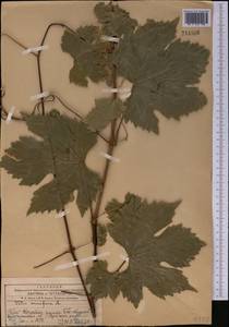 Vitis vinifera L., Middle Asia, Western Tian Shan & Karatau (M3) (Kazakhstan)