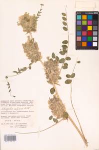 Astragalus vulpinus Willd., Eastern Europe, Lower Volga region (E9) (Russia)