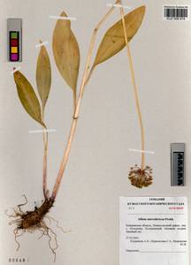 Allium microdictyon Prokh., Siberia, Altai & Sayany Mountains (S2) (Russia)