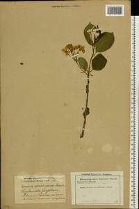 Prunus avium (L.) L., Eastern Europe, Latvia (E2b) (Latvia)
