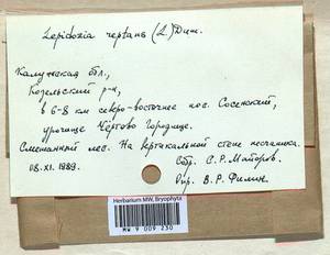 Lepidozia reptans (L.) Dumort., Bryophytes, Bryophytes - Middle Russia (B6) (Russia)