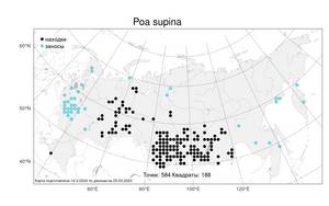 Poa supina Schrad., Atlas of the Russian Flora (FLORUS) (Russia)