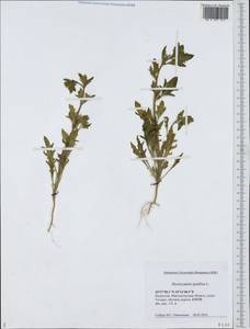 Hyoscyamus pusillus L., Middle Asia, Caspian Ustyurt & Northern Aralia (M8) (Kazakhstan)