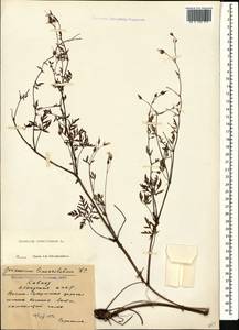 Geranium robertianum L., Caucasus, Abkhazia (K4a) (Abkhazia)