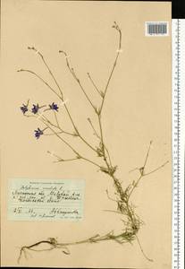 Delphinium consolida subsp. consolida, Eastern Europe, North Ukrainian region (E11) (Ukraine)