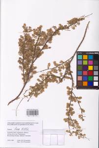 Tamarix laxa Willd., Middle Asia, Caspian Ustyurt & Northern Aralia (M8) (Kazakhstan)