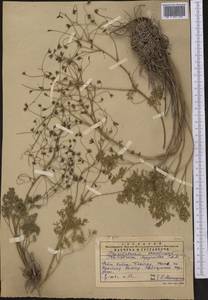 Thalictrum isopyroides C. A. Mey., Middle Asia, Western Tian Shan & Karatau (M3) (Kazakhstan)