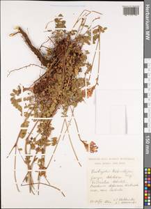 Onobrychis biebersteinii Sirj., Caucasus, Georgia (K4) (Georgia)