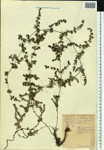 Galium humifusum M.Bieb., Eastern Europe, North Ukrainian region (E11) (Ukraine)