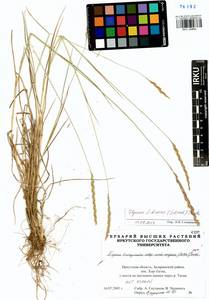 Elymus fibrosus (Schrenk) Tzvelev, Siberia, Baikal & Transbaikal region (S4) (Russia)