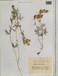 Aconitum anthoroideum DC., Siberia, Altai & Sayany Mountains (S2) (Russia)