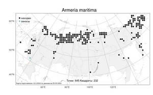Armeria maritima (Mill.) Willd., Atlas of the Russian Flora (FLORUS) (Russia)