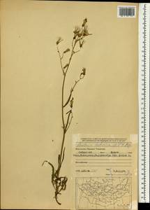 Lactuca tatarica (L.) C. A. Mey., Mongolia (MONG) (Mongolia)