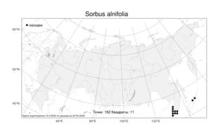 Sorbus alnifolia (Siebold & Zucc.) K. Koch, Atlas of the Russian Flora (FLORUS) (Russia)