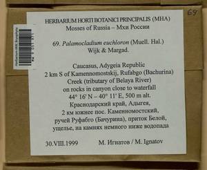 Palamocladium euchloron (Bruch ex Müll. Hal.) Wijk & Margad., Bryophytes, Bryophytes - North Caucasus & Ciscaucasia (B12) (Russia)