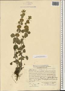 Marrubium vulgare L., Caucasus, Dagestan (K2) (Russia)