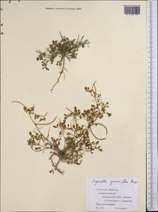 Trigonella geminiflora Bunge, Middle Asia, Pamir & Pamiro-Alai (M2) (Uzbekistan)