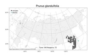 Prunus glandulifolia Rupr., Atlas of the Russian Flora (FLORUS) (Russia)