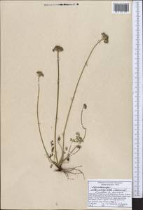 Lomatocarpa albomarginata (Schrenk) Pimenov & Lavrova, Middle Asia, Northern & Central Tian Shan (M4) (Kyrgyzstan)