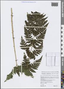 Dryopteris carthusiana (Vill.) H. P. Fuchs, Siberia, Baikal & Transbaikal region (S4) (Russia)