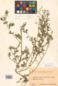 Chenopodium karoi (Murr) Aellen, Siberia, Russian Far East (S6) (Russia)