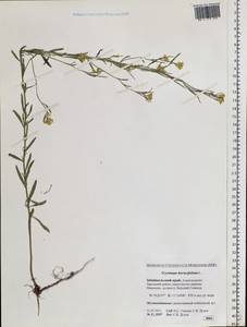 Erysimum odoratum Ehrh., Siberia, Baikal & Transbaikal region (S4) (Russia)