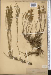 Artemisia lercheana Weber ex Stechm., Middle Asia, Muyunkumy, Balkhash & Betpak-Dala (M9) (Kazakhstan)