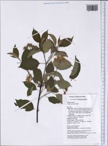 Cornus amomum Mill., America (AMER) (United States)