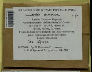 Leucodon immersus Lindb., Bryophytes, Bryophytes - North Caucasus & Ciscaucasia (B12) (Russia)