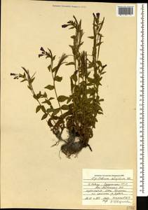 Epilobium algidum M. Bieb., Caucasus, South Ossetia (K4b) (South Ossetia)