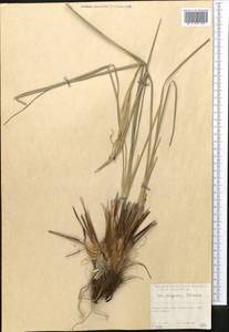 Iris songarica Schrenk, Middle Asia, Syr-Darian deserts & Kyzylkum (M7) (Kazakhstan)