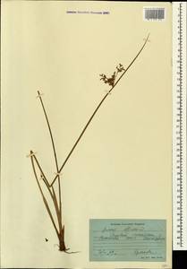 Juncus effusus L., Caucasus, Georgia (K4) (Georgia)