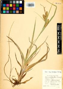Carex utriculata Boott, Siberia, Baikal & Transbaikal region (S4) (Russia)