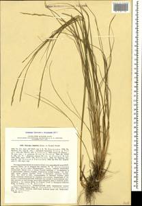 Pseudoroegneria stipifolia (Trautv.) Á.Löve, Caucasus, Stavropol Krai, Karachay-Cherkessia & Kabardino-Balkaria (K1b) (Russia)
