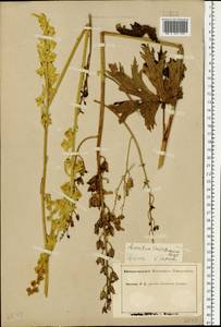 Aconitum lycoctonum subsp. lasiostomum (Rchb.) Warncke, Eastern Europe, Middle Volga region (E8) (Russia)