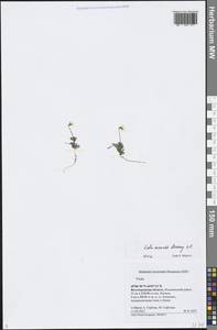 Viola arvensis Murray, Eastern Europe, Lower Volga region (E9) (Russia)