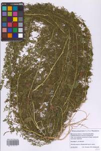 Lipandra polysperma (L.) S.Fuentes, Uotila & Borsch, Eastern Europe, Moscow region (E4a) (Russia)