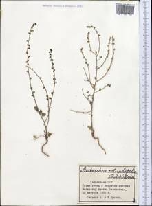Andrachne telephioides L., Middle Asia, Western Tian Shan & Karatau (M3) (Tajikistan)