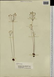 Androsace lactiflora Fisch. ex Willd., Siberia, Baikal & Transbaikal region (S4) (Russia)