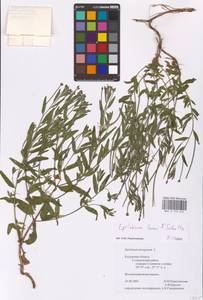 Epilobium lamyi F. W. Schultz, Eastern Europe, Central region (E4) (Russia)