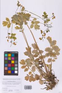 Chelidonium majus L., Eastern Europe, Moscow region (E4a) (Russia)