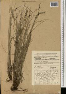 Melica turczaninowiana Ohwi, Mongolia (MONG) (Mongolia)