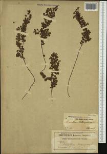 Adiantum sulphureum Kaulf., Australia & Oceania (AUSTR) (New Zealand)