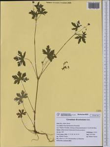 Geranium divaricatum Ehrh., Western Europe (EUR) (Italy)